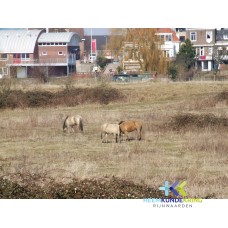 2006-13-03 Geuzenwaard -Zicht op oud Lobith Coll. HKR